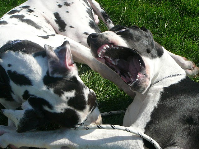 Calli A Cody