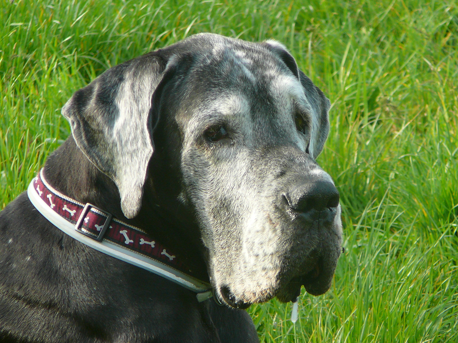 P1110017 Týnka 2008