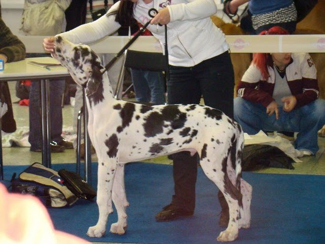 ŠVP Nitra 2009 Cody
